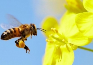 A N&eacute;bih Z&ouml;ld Sz&aacute;m&aacute;n jelenthetőek a m&eacute;hpusztul&aacute;si esetek