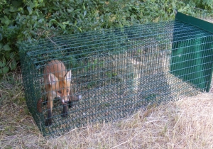 R&oacute;kacsapda elhelyez&eacute;se