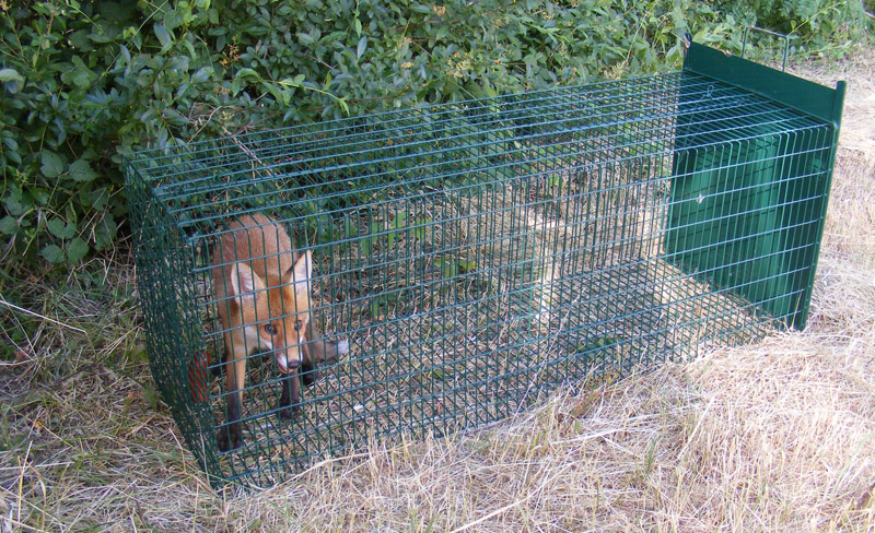 Rókacsapda elhelyezése
