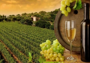 Szől&eacute;szeti, bor&aacute;szati előad&aacute;sok