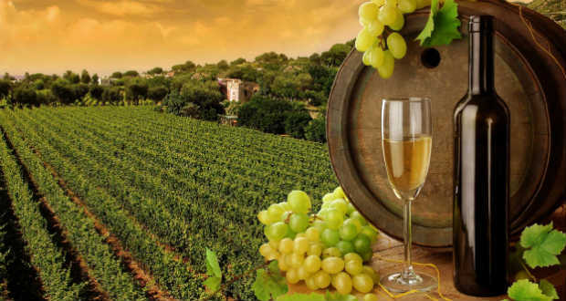 Szőlészeti, borászati előadások