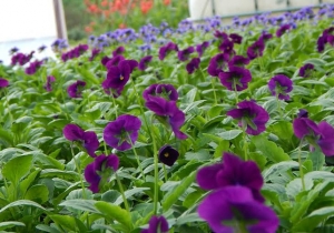 10000 &aacute;rv&aacute;cska d&iacute;sz&iacute;ti a v&aacute;rost, h&aacute;la Varga &Aacute;gnesnek &eacute;s k&ouml;zmunk&aacute;s csapat&aacute;nak!