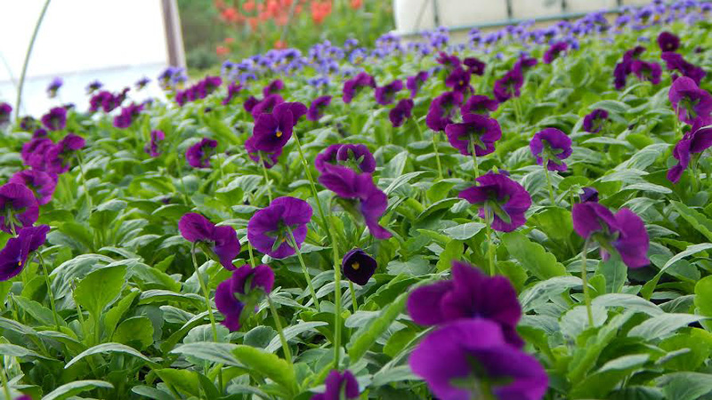 10000 árvácska díszíti a várost, hála Varga Ágnesnek és közmunkás csapatának!