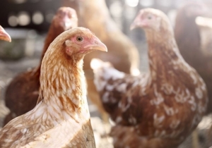 T&aacute;j&eacute;koztat&aacute;s a baromfik z&aacute;rtan tart&aacute;s&aacute;nak elrendel&eacute;s&eacute;ről