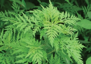 Felh&iacute;v&aacute;s parlagfű elleni v&eacute;dekez&eacute;sre