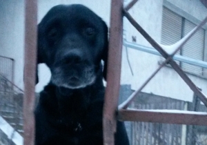 N&eacute;r&oacute; gazdit keres!