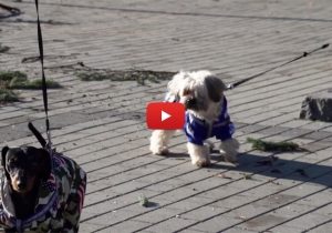 A kutyatart&aacute;s &eacute;s kutyas&eacute;t&aacute;ltat&aacute;s szab&aacute;lyai Tam&aacute;si k&ouml;zter&uuml;letein