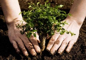 Lakoss&aacute;gi t&aacute;j&eacute;koztat&oacute; a f&aacute;s sz&aacute;r&uacute; n&ouml;v&eacute;nyek telep&iacute;t&eacute;s&eacute;ről &eacute;s kiv&aacute;g&aacute;s&aacute;r&oacute;l