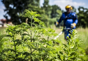 Felh&iacute;v&aacute;s parlagfű elleni v&eacute;dekez&eacute;sre