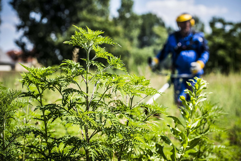 Felhívás parlagfű elleni védekezésre