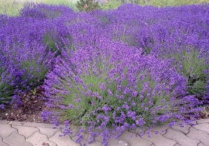 T&aacute;j&eacute;koztat&aacute;s n&ouml;v&eacute;nyek ki&uuml;ltet&eacute;s&eacute;ről