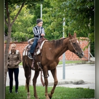 Fot&oacute;: Wolf D&aacute;vid