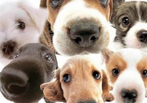 Eb&ouml;ssze&iacute;r&aacute;s - k&ouml;telező adatszolg&aacute;ltat&aacute;s h&aacute;zi kedvenc&uuml;nkről