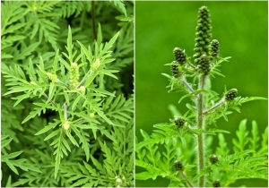 Felh&iacute;v&aacute;s parlagfű elleni v&eacute;dekez&eacute;sre