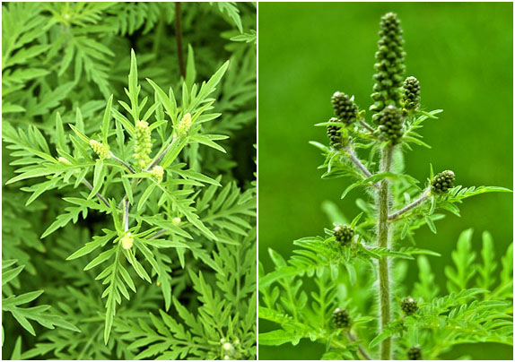 Felhívás parlagfű elleni védekezésre