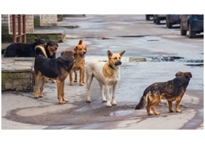 T&aacute;j&eacute;koztat&aacute;s a gyepmesteri tev&eacute;kenys&eacute;gről