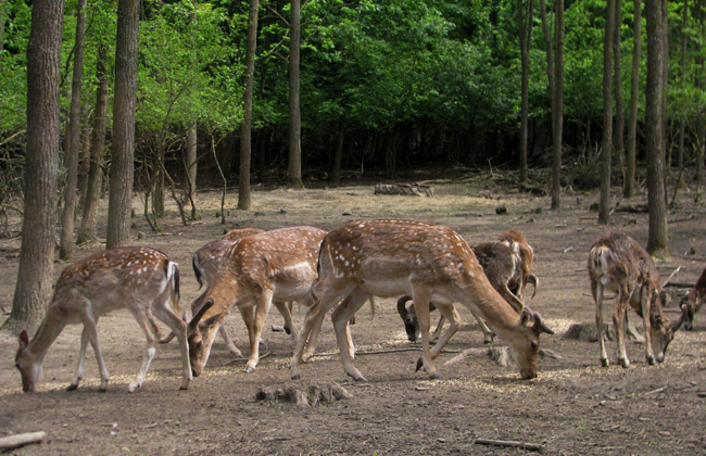 Tamási: fürdőváros a gyulaji erdő ölelésében