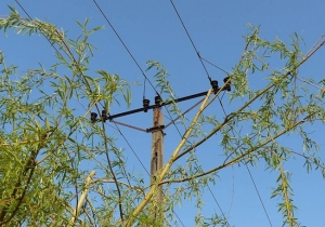 K&ouml;zc&eacute;l&uacute; h&aacute;l&oacute;zatot &eacute;rintő n&ouml;v&eacute;nyzet &eacute;rint&eacute;sv&eacute;delmi metsz&eacute;se, gallyaz&aacute;sa